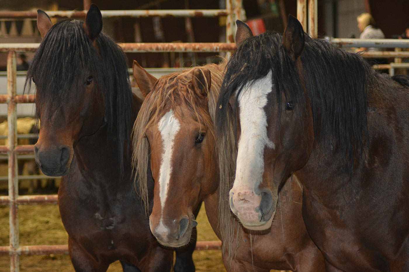 Amber Lessooij<br>Bad Boys in Barn<br>2016 North Shore Photographic Challenge<br>