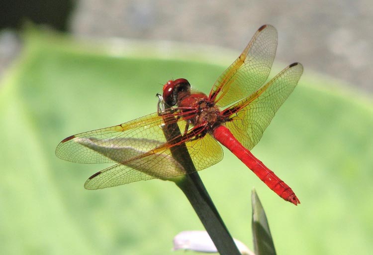 Eric WalkerFebruary 2016 Evening FavouritesTheme: MacroRed Damsel3rd