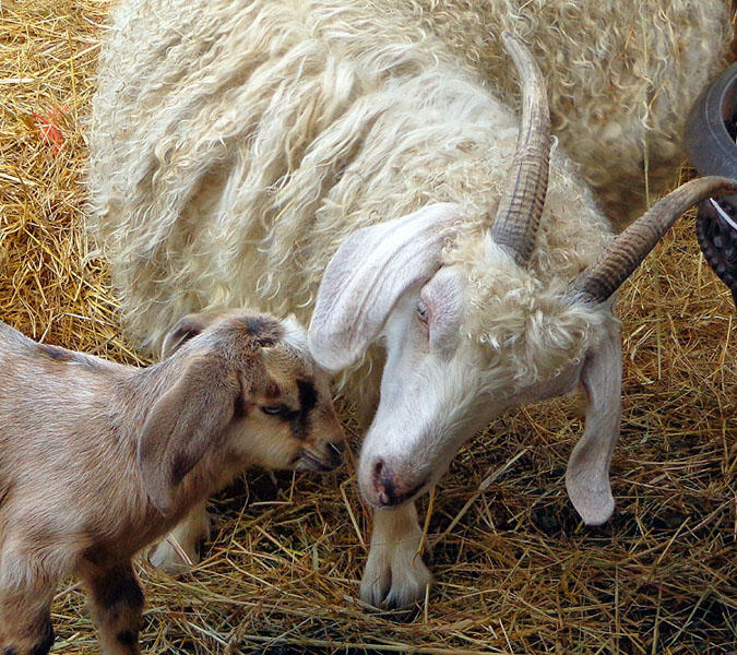 Wilma HarvieGoats