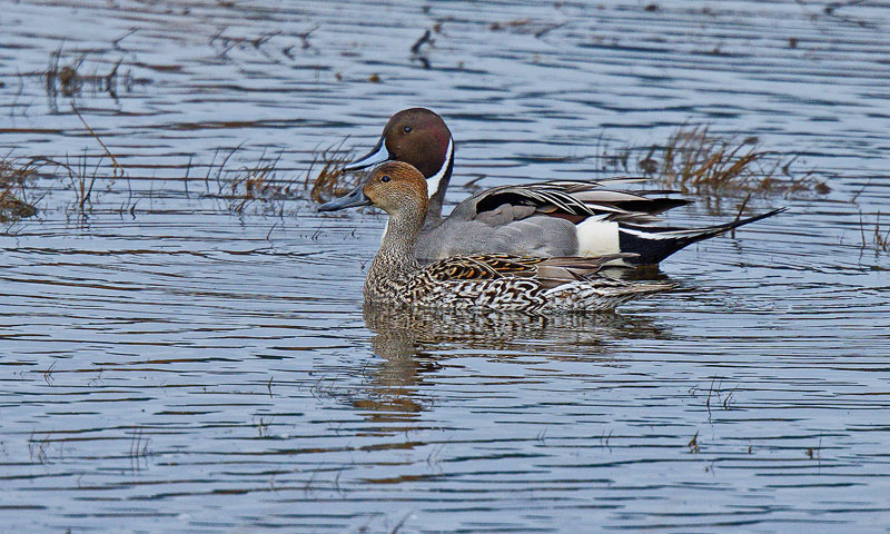 M.E.RosenPair Of Northern Pintails