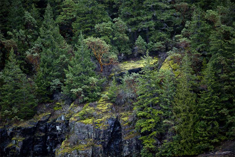 DonBrownBarkley Sound Shoreline