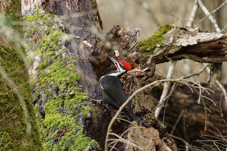 Willie HarviePileated woodpecker