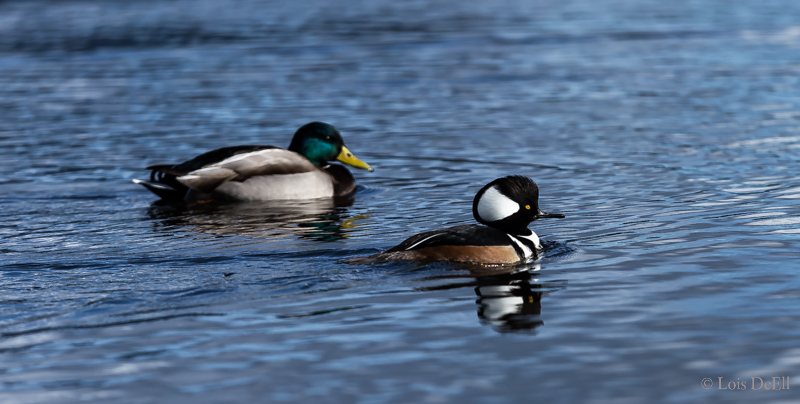 Racing the MallardLois DeEll