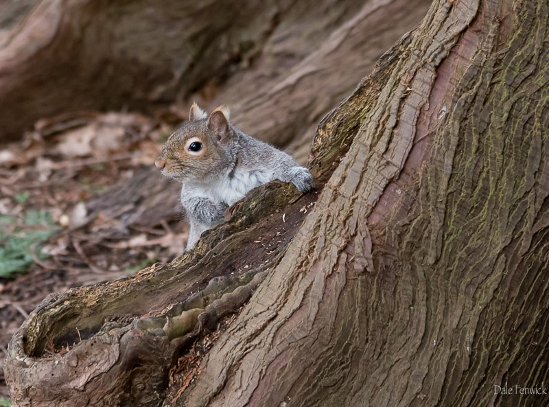 Dale Fenwick<br>Inquisitive Squirrel