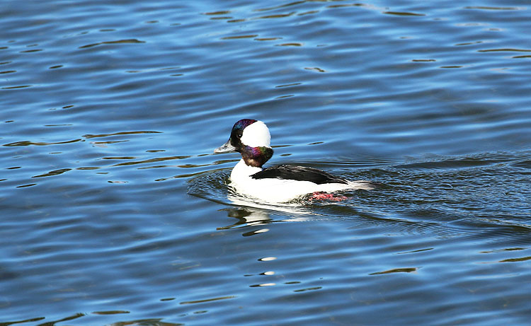 Willie HarvieBufflehead