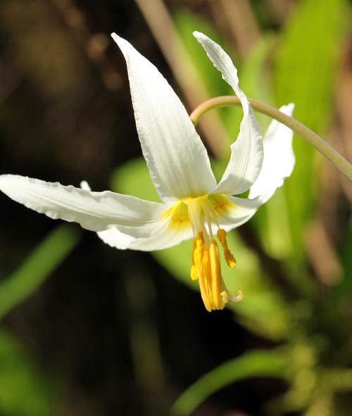 Willie Harvie<br>Fawn lily