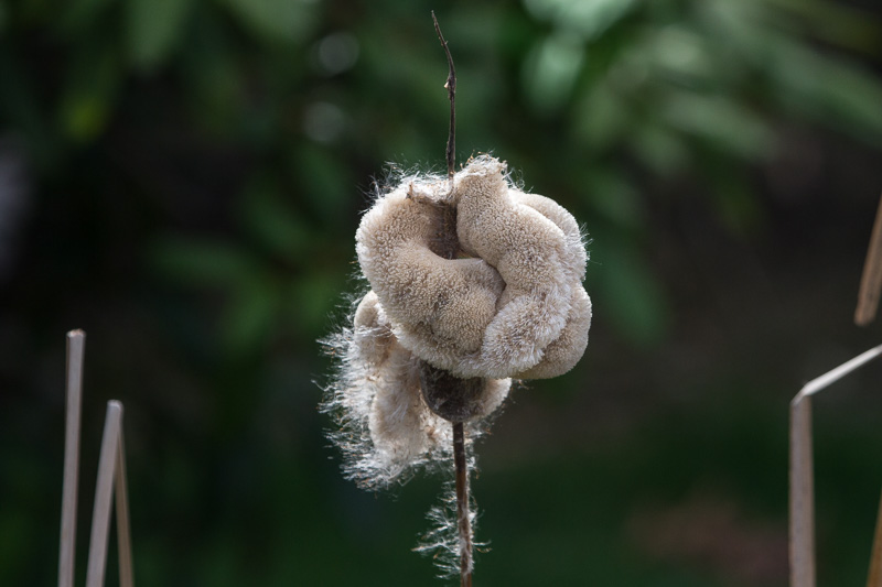 Carl Erland Spring Nesting Material