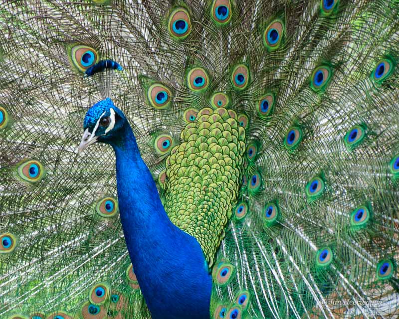 Jan HeerwagenStrutting Peacock