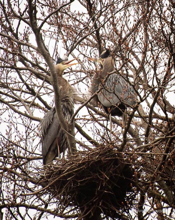 Jan HeerwagenMating Blue Herons