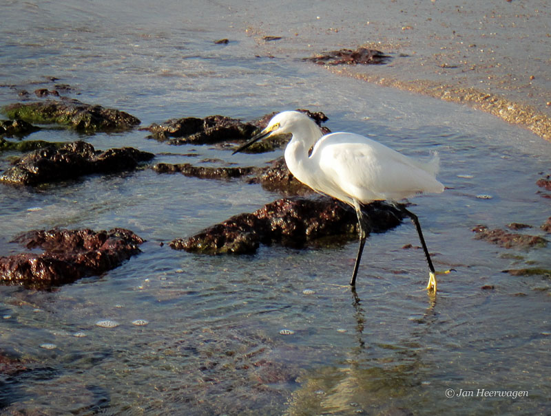 Jan HeerwagenSnowy Egret