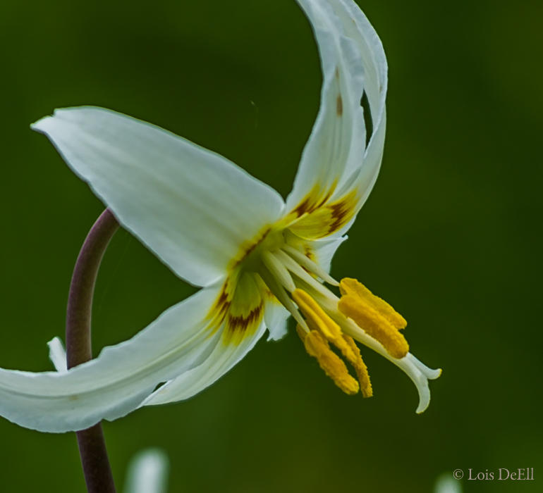 Lois DeEll<br>Spring Fawn Lily