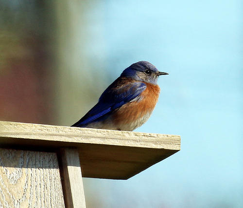 Willie Harviebluebird