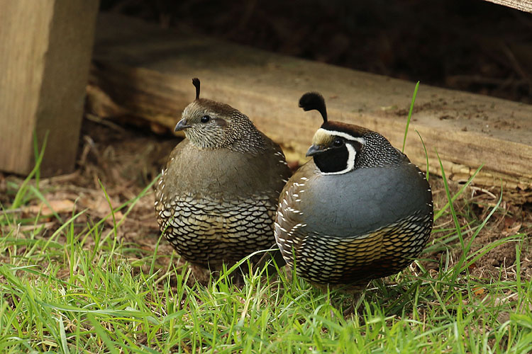 Willie HarvieCalifornia Quail