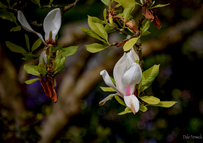 Dale Fenwick<br>April Blooms