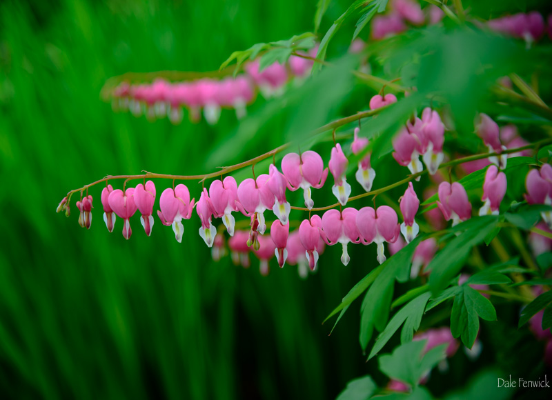 Dale FenwickBleeding Hearts