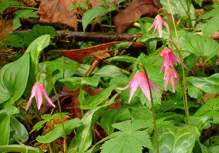 Willie HarvieWet pink fawn lilies