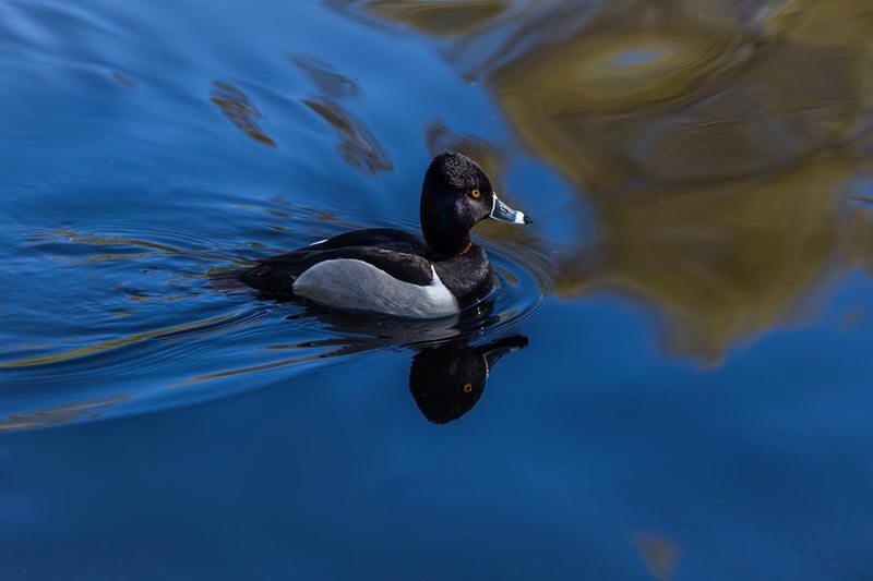 Lois DeEllApril 2016 Evening FavouritesTheme: ReflectionsBroken Reflections3rd (Tied)