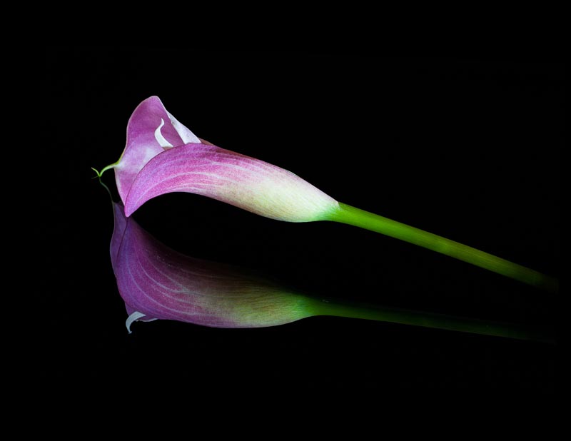 Ian FaulksApril 2016 Evening FavouritesTheme: ReflectionsCalla Lily3rd (Tied)