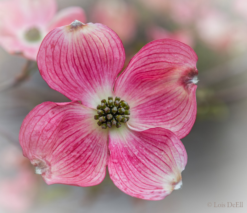 Lois DeEllPink Dogwood