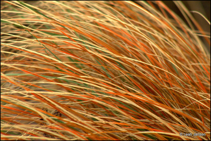 Leah JansenBreezy Grass