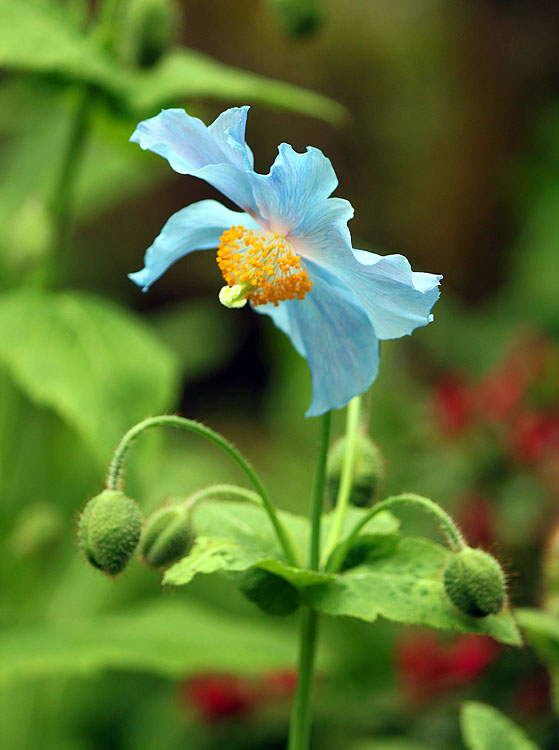 Willie HarvieBlue Poppy