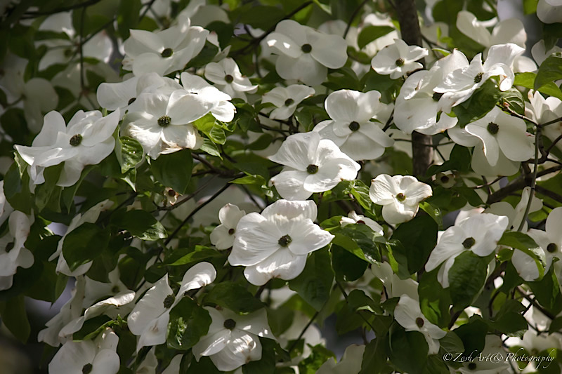 Zosia Miller <br> Dogwood Blooms