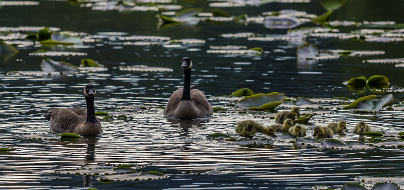 Lois DeEllThe Canadian Goose Family