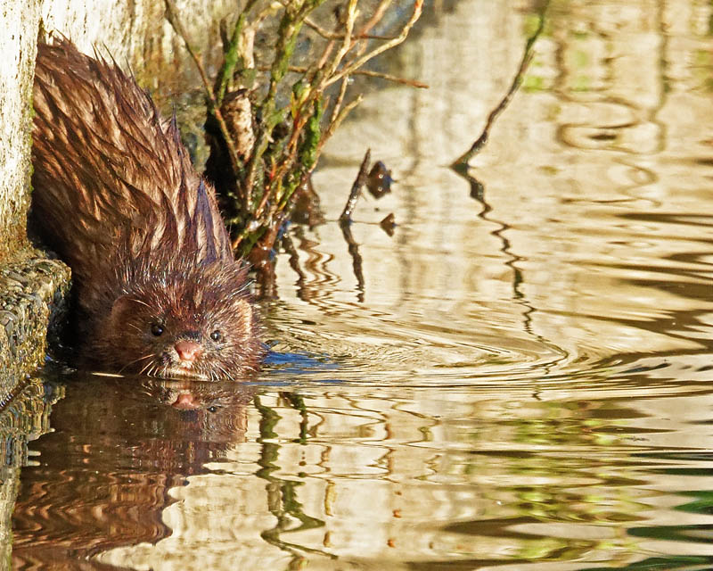 M.E.RosenThe Hide-a-way