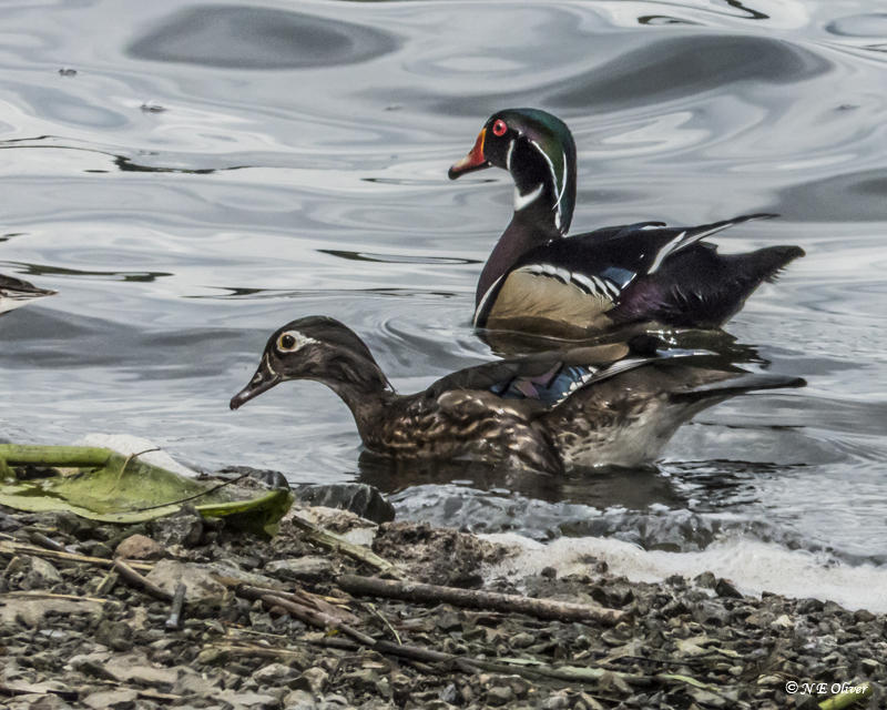 Nancy OliverWood Duck Pair