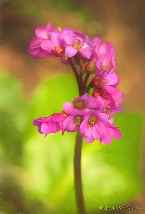 Zosia Miller  Pink Flower