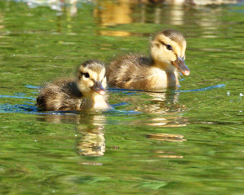 M.E.RosenTwo Malard Chicks