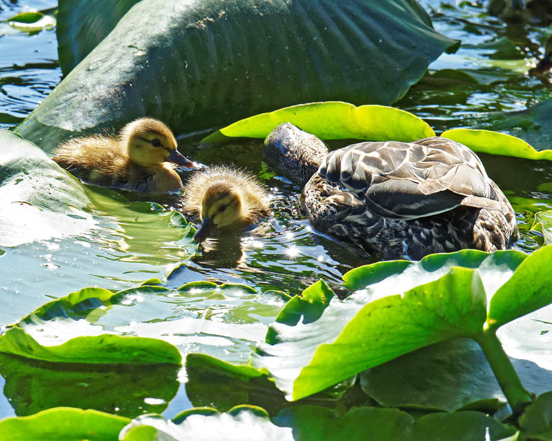 M.E.RosenTwo Malard Chicks With Mom