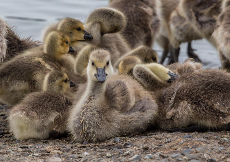 Lois DeEllIn A Huddle