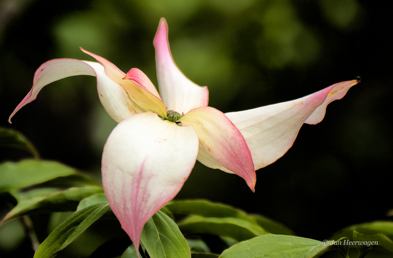 Jan HeerwagenPink Tips