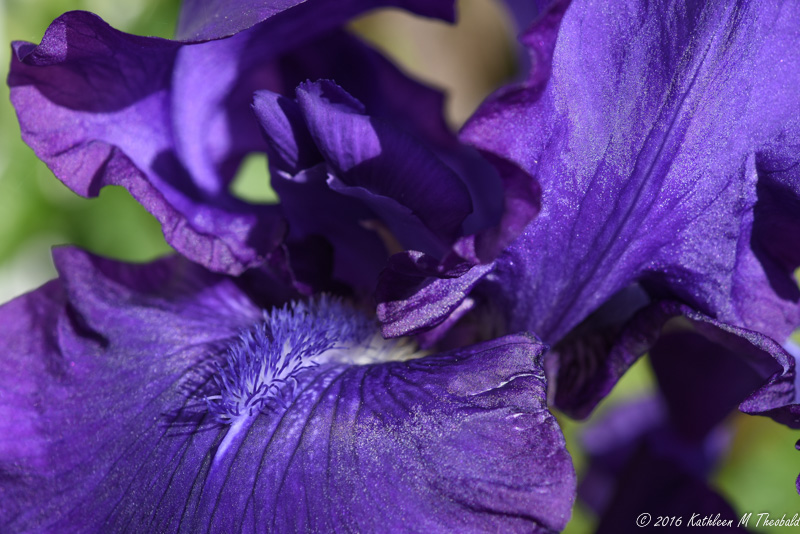 Kathy Theobald  Purple Iris