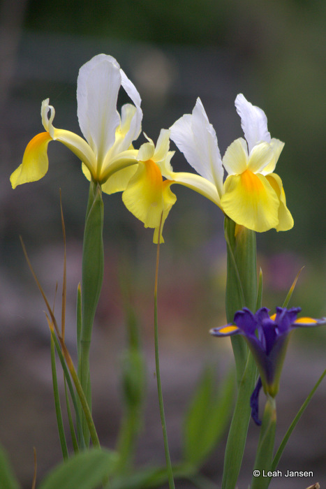 Leah JansenTwo Yellow One Purple