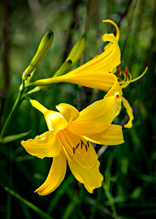 Kathy Coates  Yellow Lilies