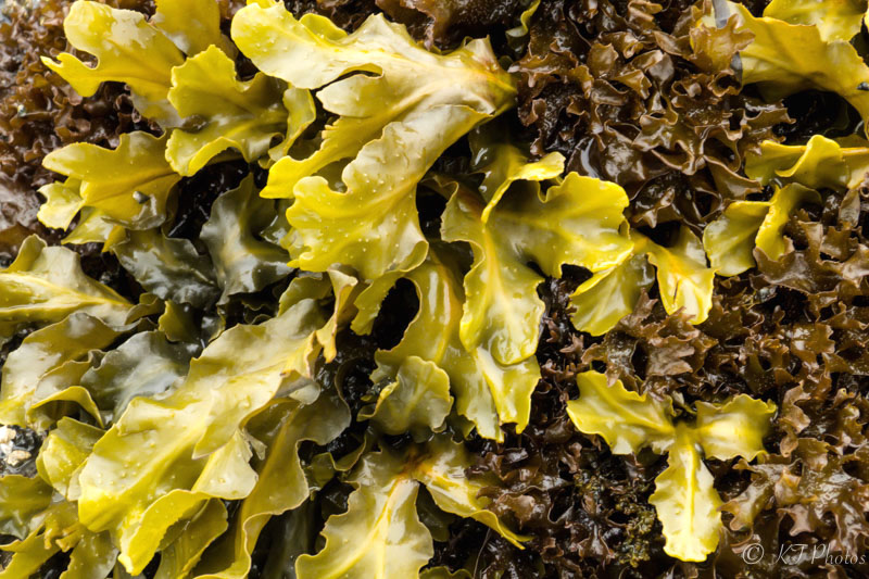 Katelyn Wills  Seaweed Salad