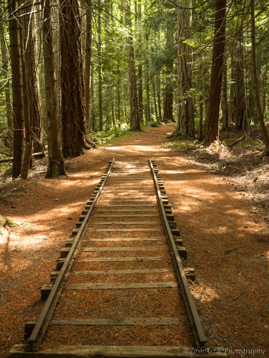 Zosia Miller Train Tracks