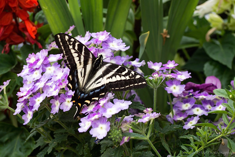 Zosia Miller  Swallowtail