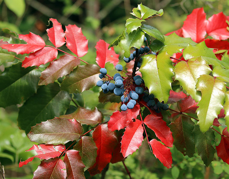 Willie HarvieOregon grape with ripe berries