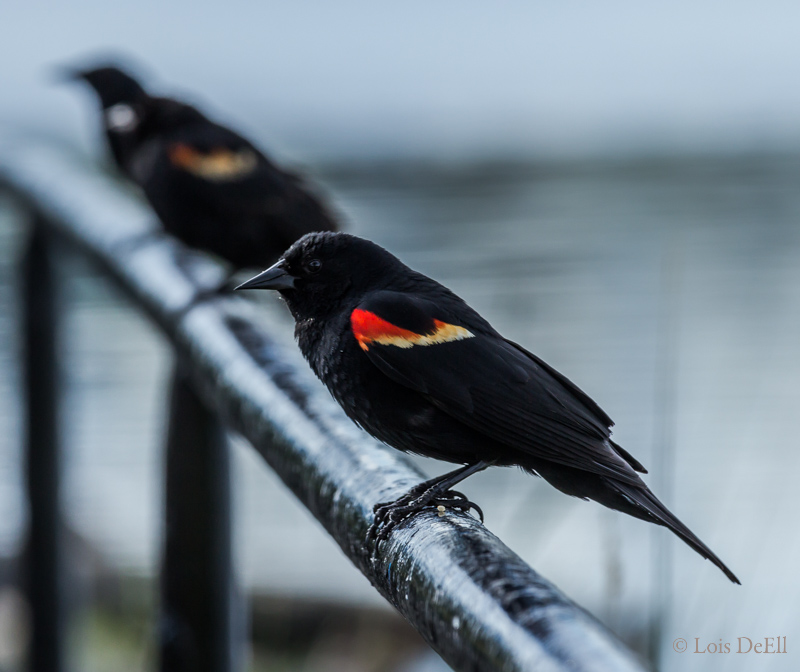 Lois DeEllThree Perched Blackbirds
