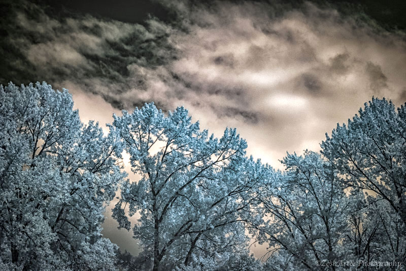 Zosia Miller  IR-Clouds and Trees