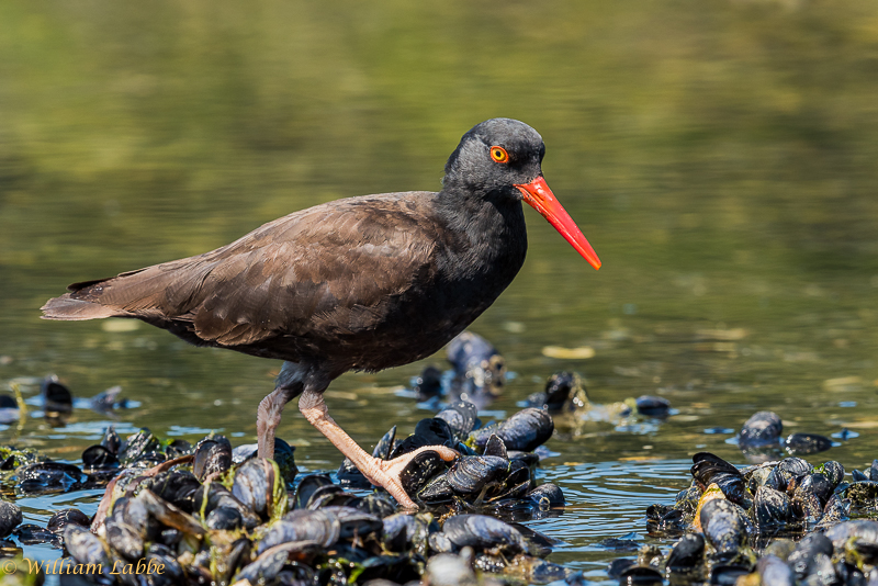 William Labbe´Black Oystercatcher