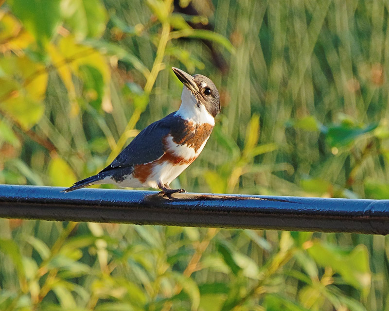 M.E.RosenJust Another Kingfisher
