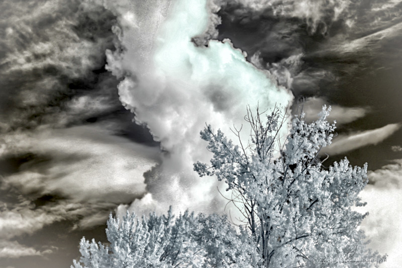Zosia Miller<br>Cloud & Trees