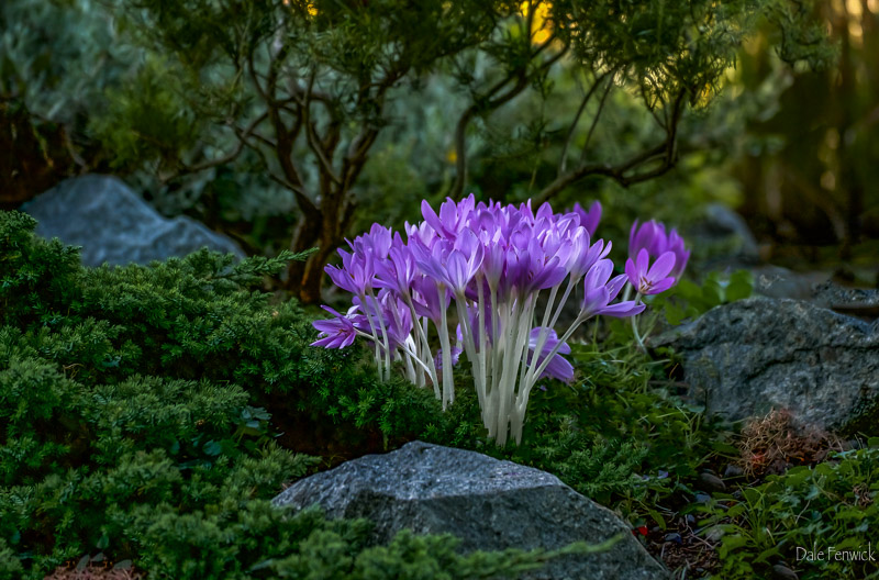 Dale FenwickA Shady Alpine Garden