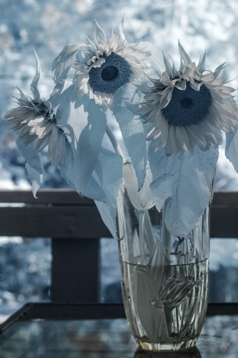 Zosia MillerIR-Sunflowers in Vase