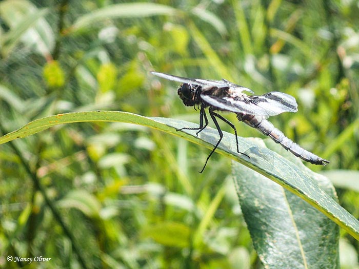 Nancy OliverDragonfly 1