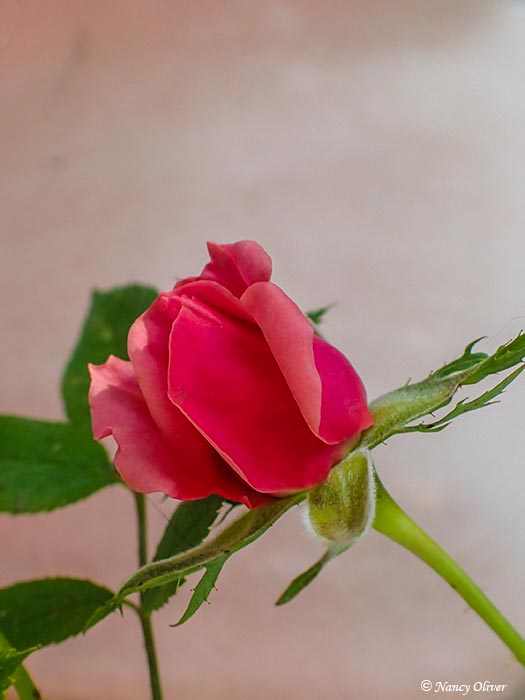 Nancy Oliver Rosebud